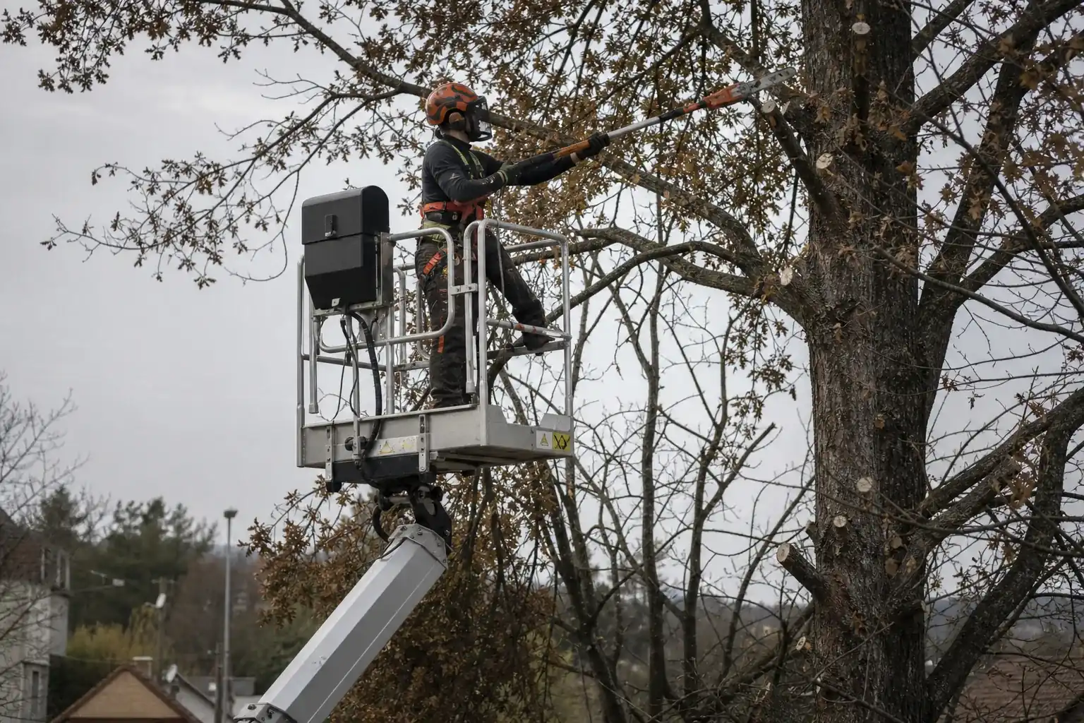 Nacelle élévatrice dans le houppier d’un arbre, élagueur casqué et harnaché en action
